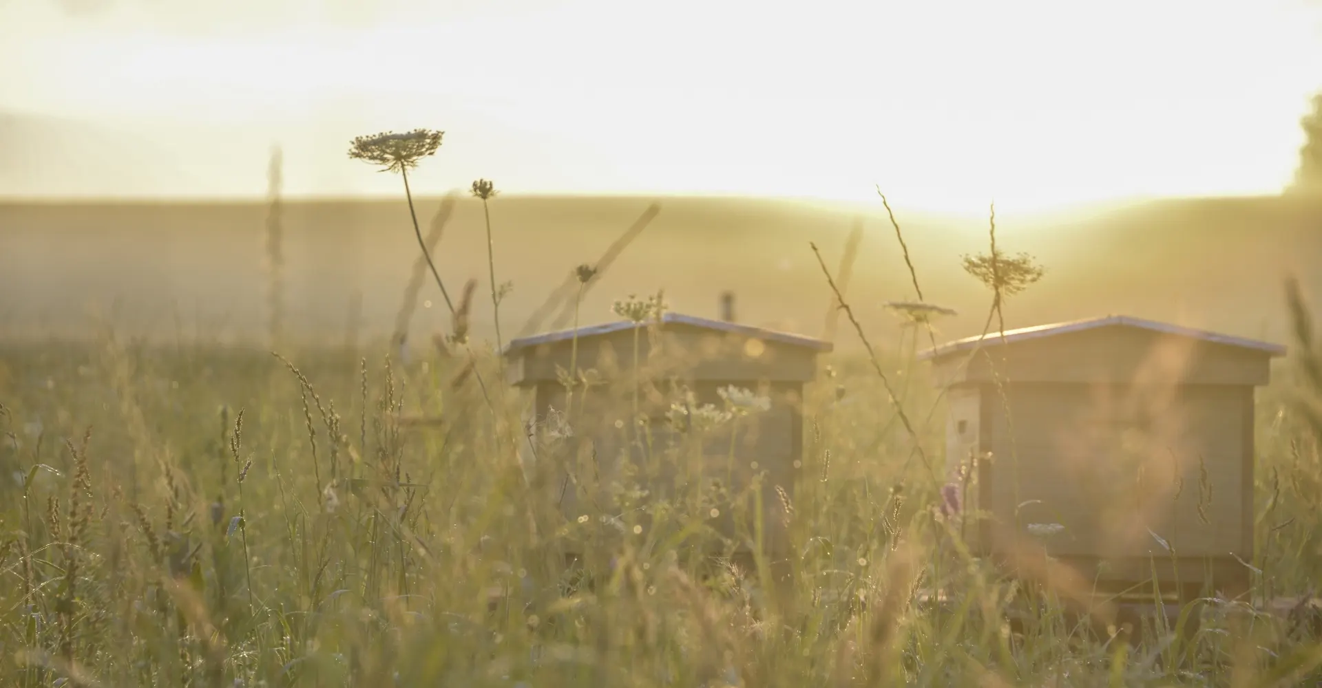 Die Bienenstoecke der Dunklen Bienen in der Landwirtschaft auf dem Stiegl-Gut Wildshut