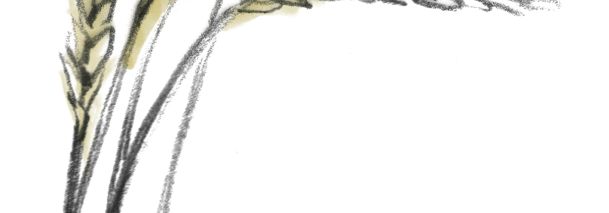Getreide