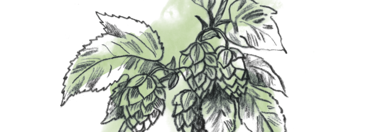 Hopfen Produkte