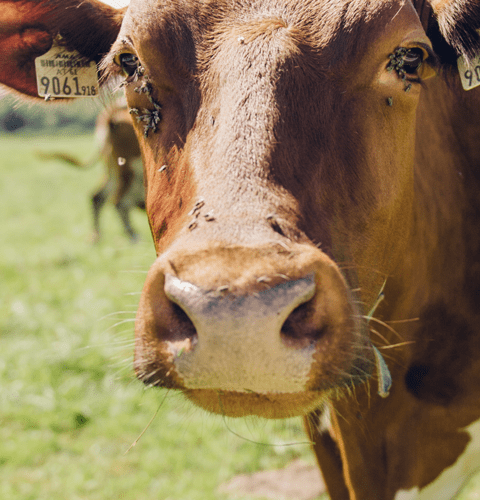 Pinzgauer Rind im Sommer auf gruener Wiese