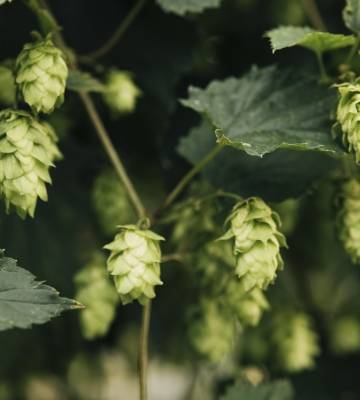 Weibliche Hopfendolden werden als Brauzutat für die Bierproduktion verwendet.