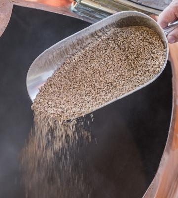 Veredeltes Malz aus Urgetreide wird beim Brauen der Bio Biere verwendet.