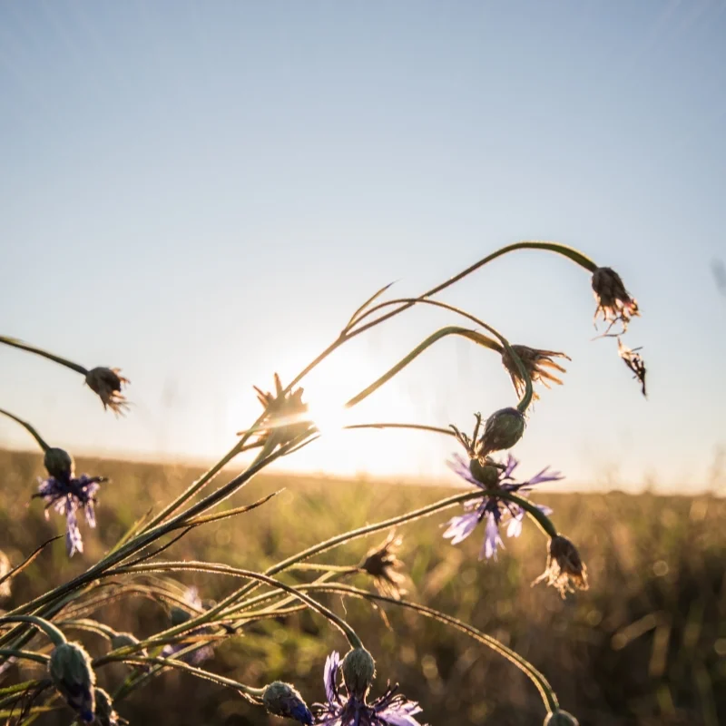 Getreidefelder & Bio-Landwirtschaft