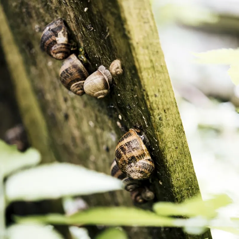 Wildshut Schnecken und Gemüsegarten