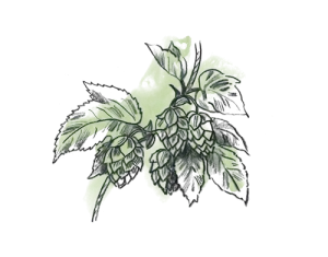 Hopfen gruen Illustration Hopfen