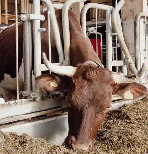 In unserer Bio Landwirtschaft finden sich seltene Tierrassen, so auch das Pinzgauer Rind.