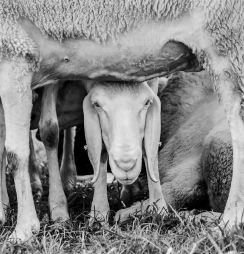 Die Braunen Bergschafe leben als kleine Herde in der Bio Landwirtschaft.