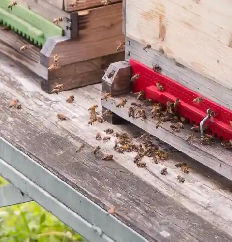 Dunkle Bienen sammeln fleißig Nektar fuer die Honigproduktion am Biergut.