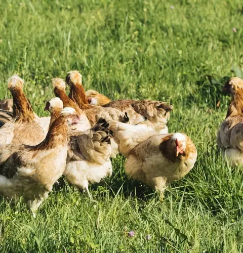 Das Sulmtaler Huhn ist besonders witterungsbeständig und hat einen robusten Körperbau.