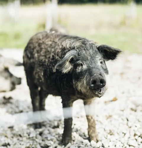 Die Mangalitza Schweine leben bei uns in der Bio Landwirtschaft am Gut Wildshut.