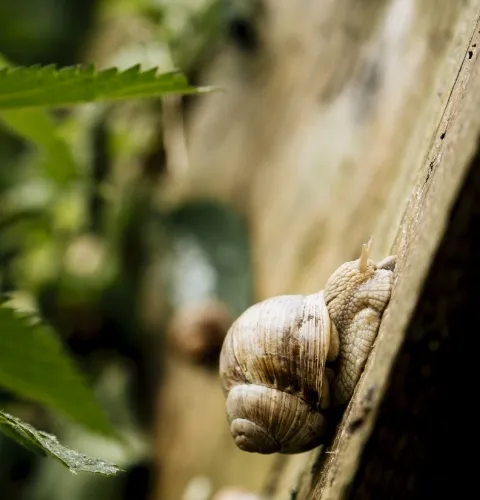 Die gefleckte Weinbergschnecke in Ihrem Reich am Stiegl-Gut Wildshut