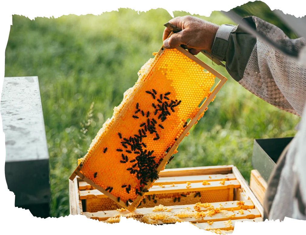 Eine Honigwabe mit Dunklen Bienen bei der BienenWerkstatt