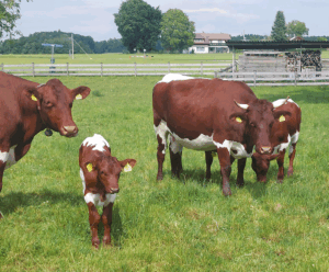 Pinzgauer Kühe Weide Pinzgauer Kühe auf der Weide der Wildshut Bio-Landwirtschaft