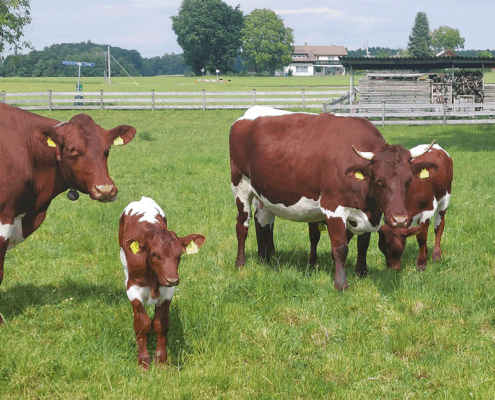 Pinzgauer Kühe auf der Weide der Wildshut Bio-Landwirtschaft