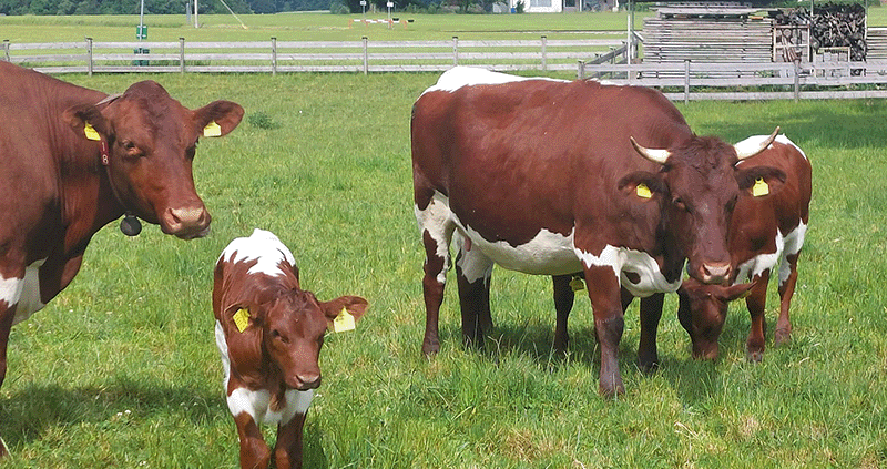 Pinzgauer Kühe auf der Weide der Wildshut Bio-Landwirtschaft