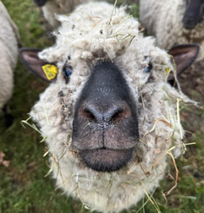 Shrophsire Schaf